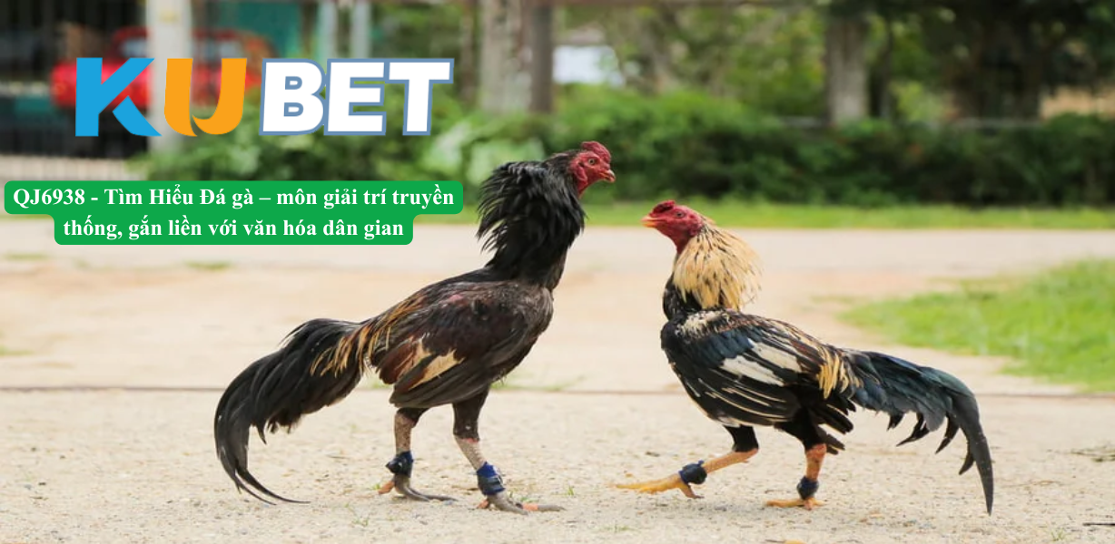 qj6938 - Đá gà – môn giải trí truyền thống, gắn liền với văn hóa dân gian