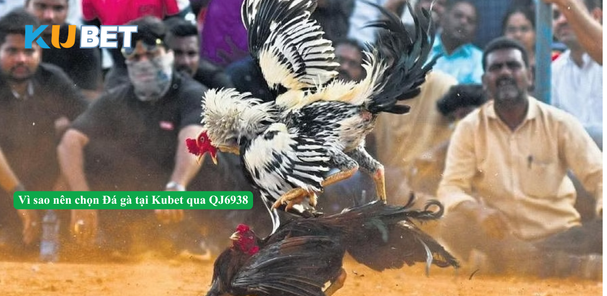 Vì sao nên chọn Đá gà tại Kubet qua QJ6938