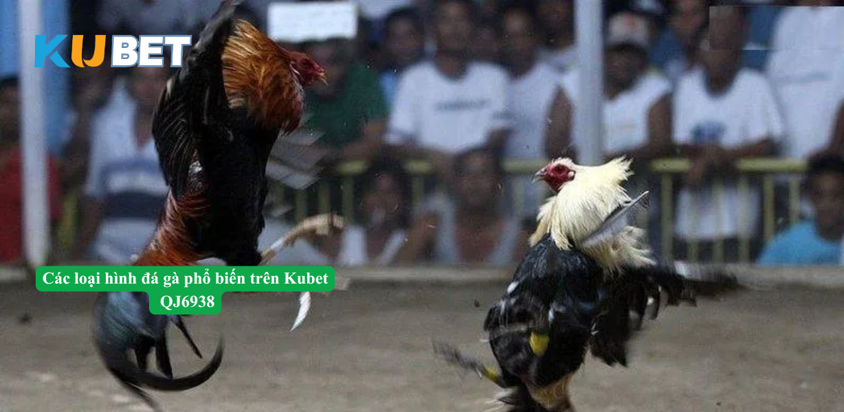 qj6938 tìm hiểu Các loại hình đá gà phổ biến trên Kubet